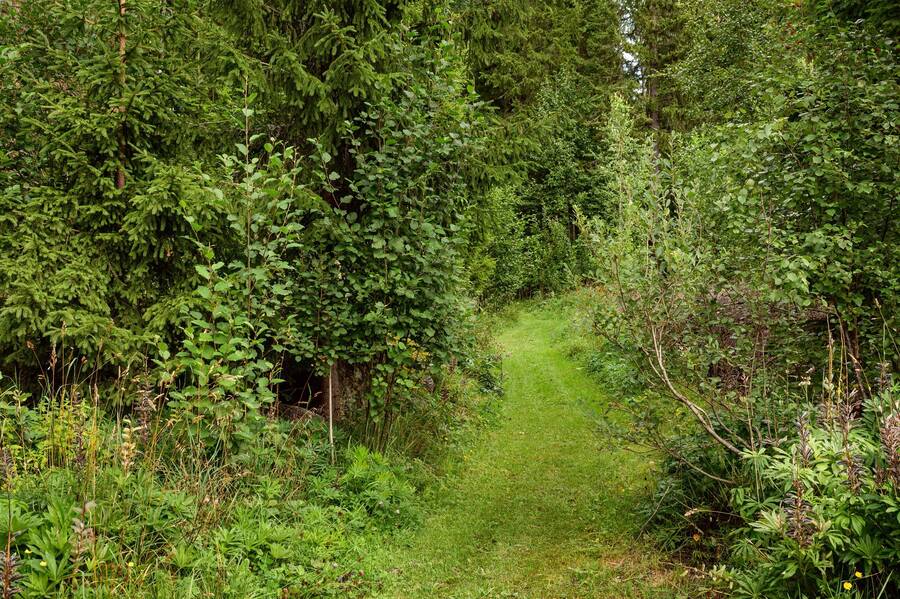 Stig till fina bär- och svampmarker