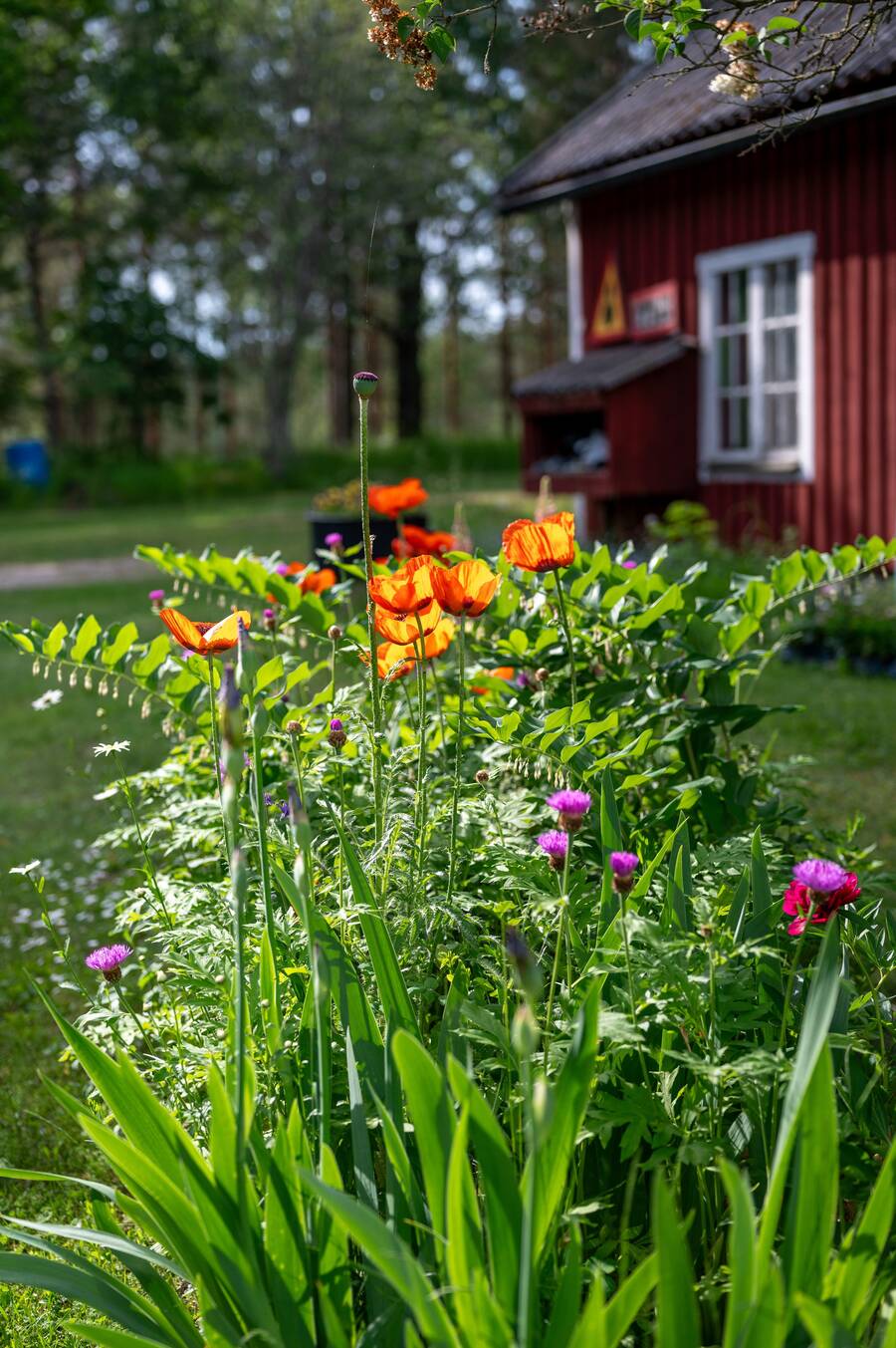 Härliga vårblommor