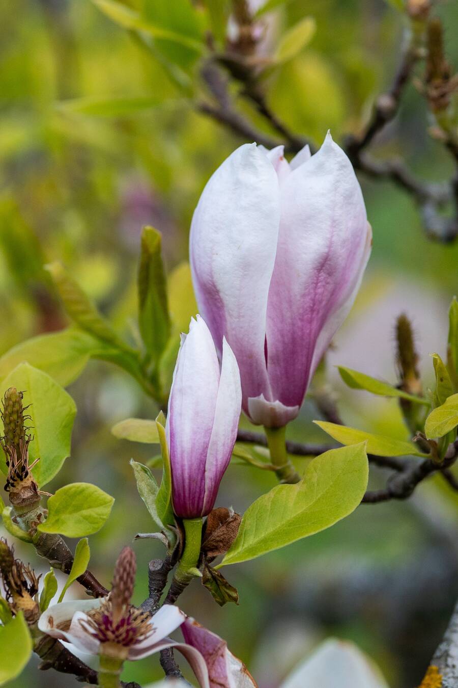 Magnolia