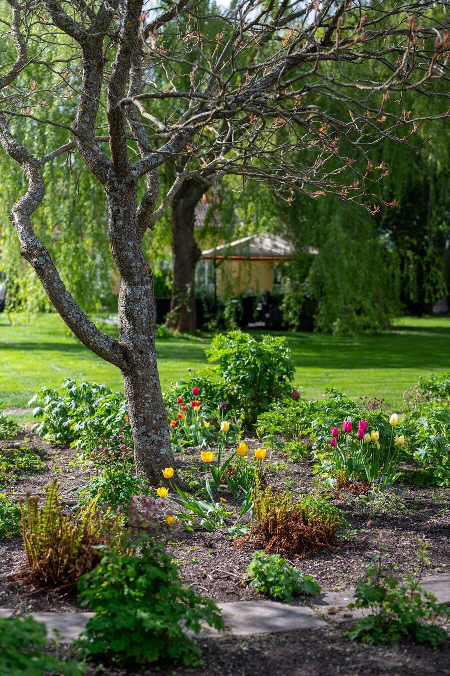 Blommande rundel i trädgård