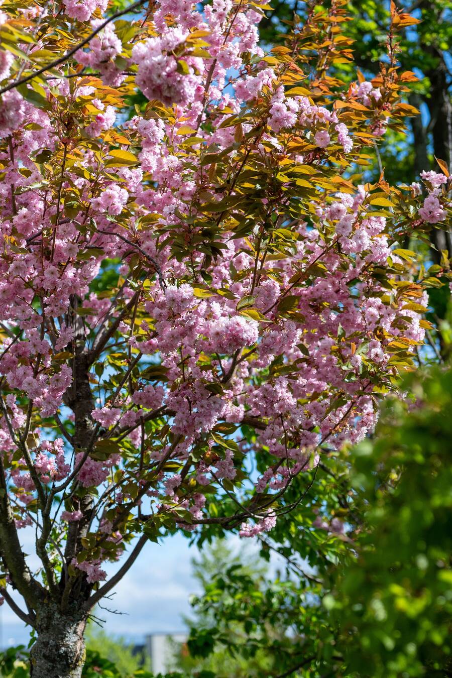 Blommande japansk körsbär