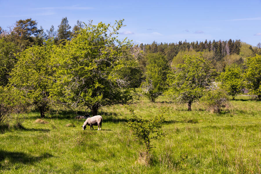 Fårhage