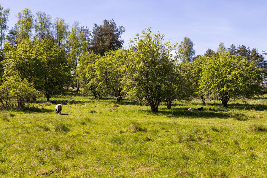 Fårhage