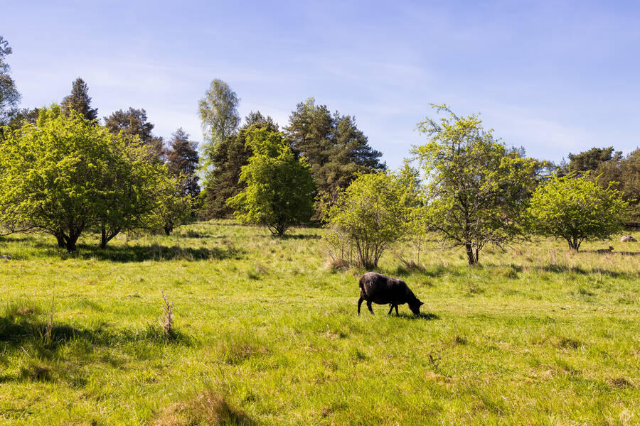 Fårhage