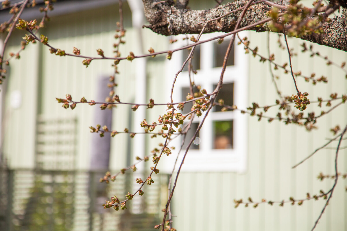 Parken är lummig, full med blommande träd