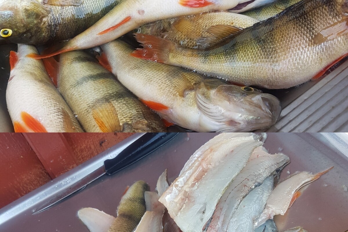 Andel i stora fiskevatten