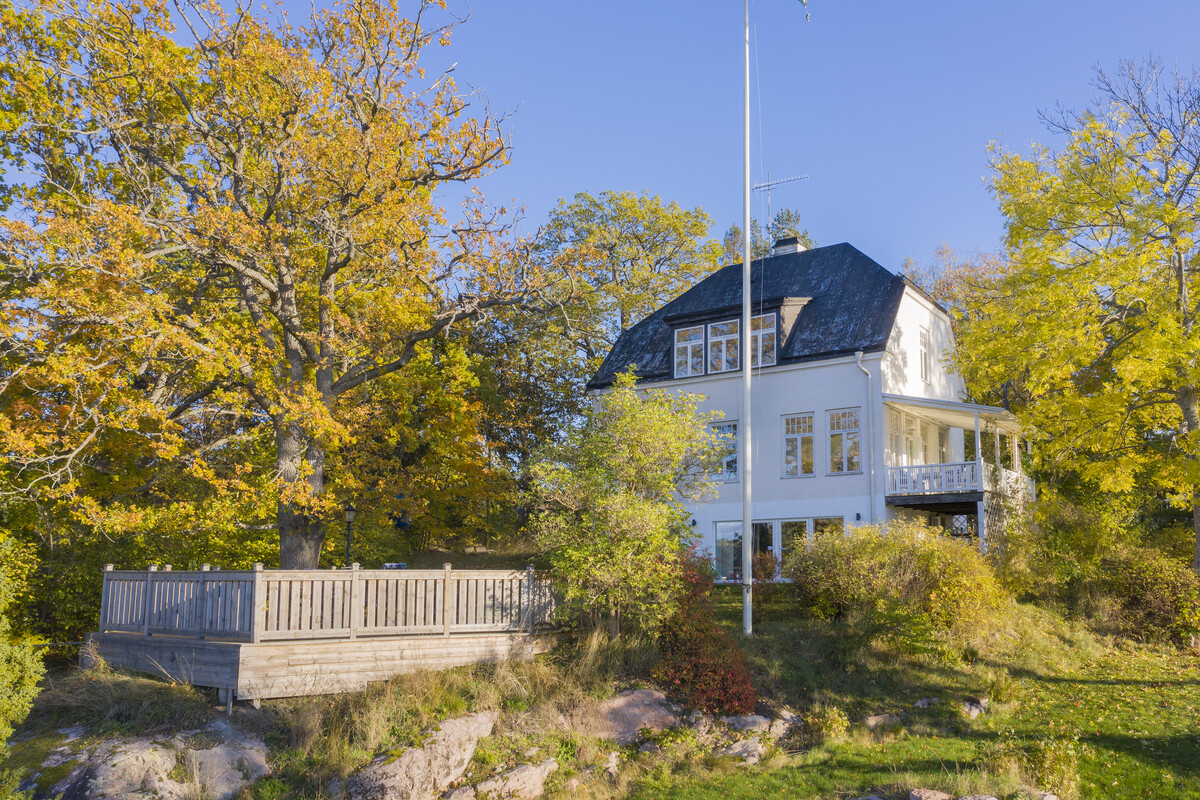 Vacker inramning av stora träd