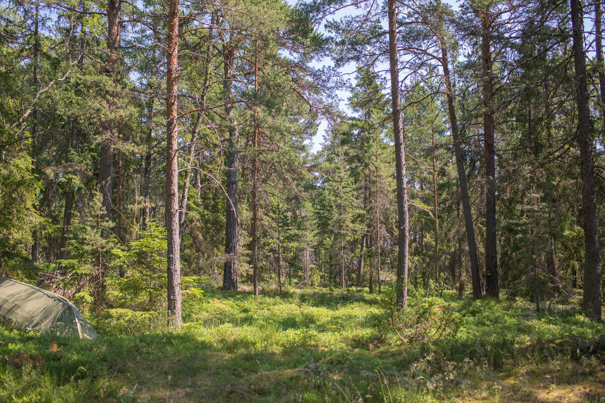 Del av tomten som eventuellt kan styckas av